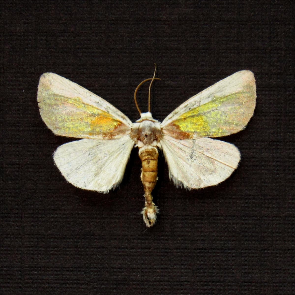 Tiny rare gold Poetry moth framed taxidermy - Neumoegenia poetica