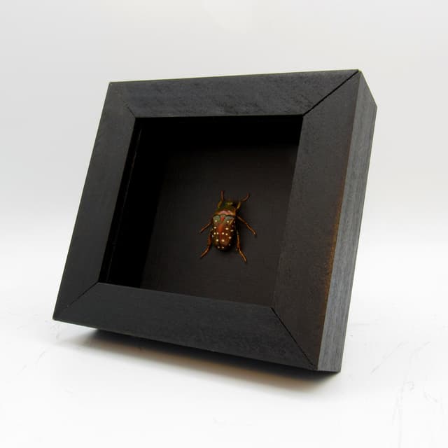 Real Polka Dot Scarab Beetle framed taxidermy - Stephanorrhina adelpha
