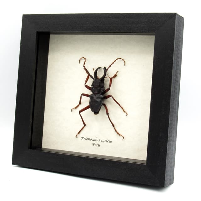 Real large Longhorn beetle framed taxidermy - Prionocalus cacicus