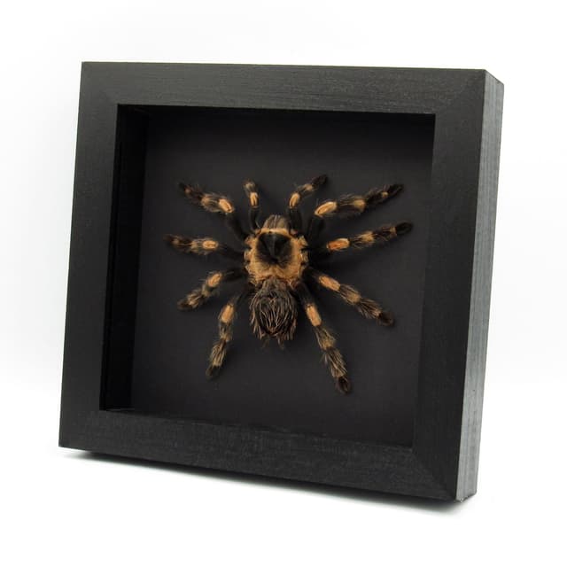 Very large rare Mexican Redknee Tarantula framed - Brachypelma hamorii - 2