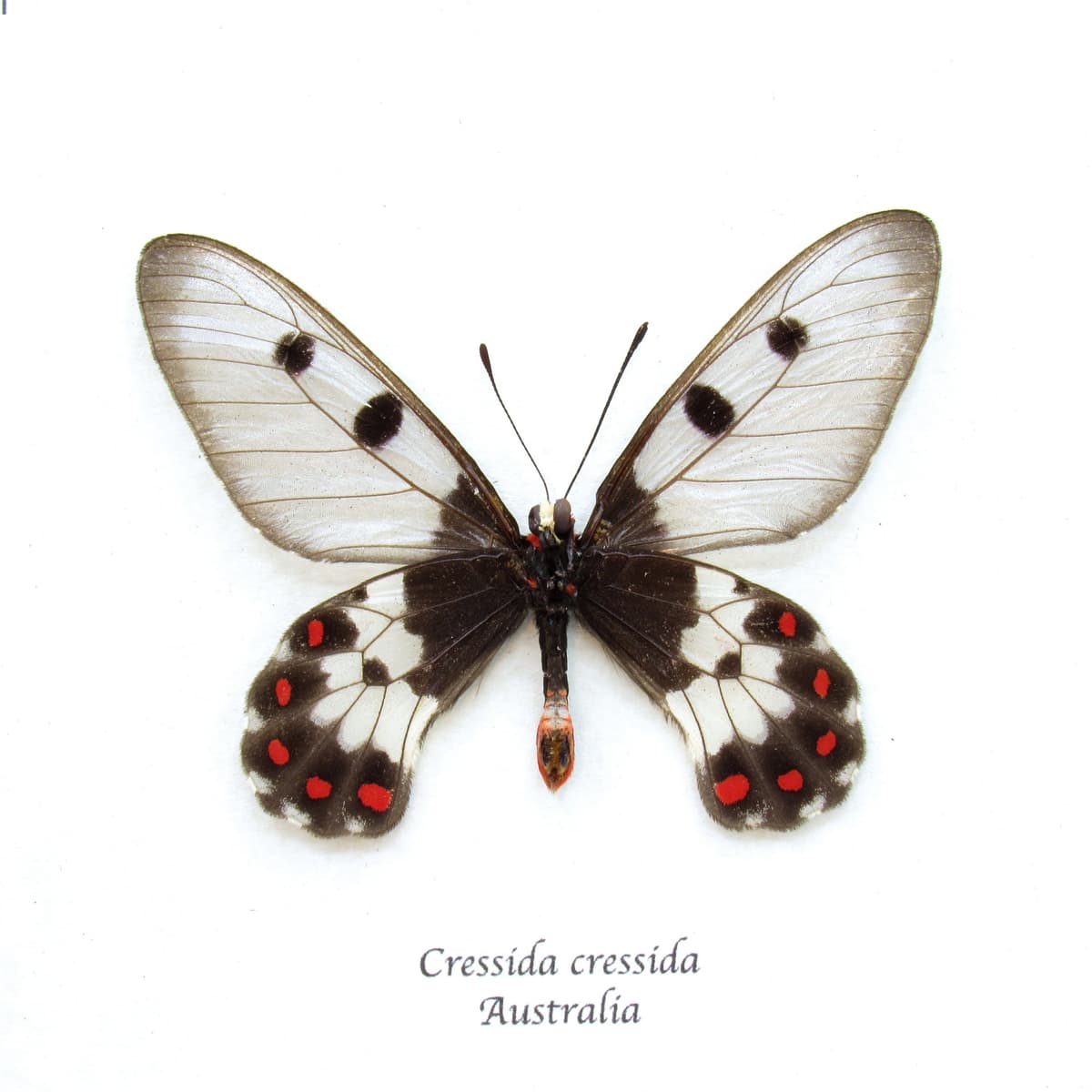Real Australian Clearwing Swallowtail butterfly framed taxidermy - Cressida cressida