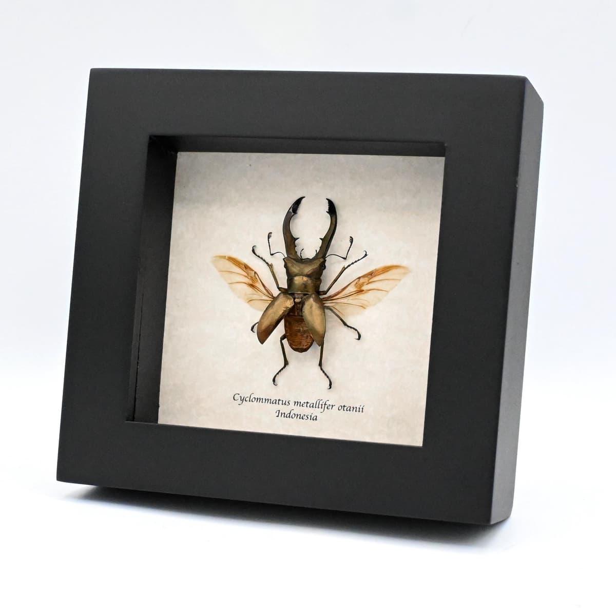 Real bronze Stag beetle framed taxidermy - Cyclommatus metallifer otanii