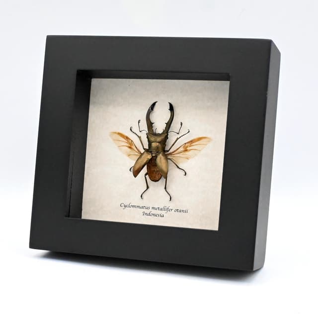 Real bronze Stag beetle framed taxidermy - Cyclommatus metallifer otanii