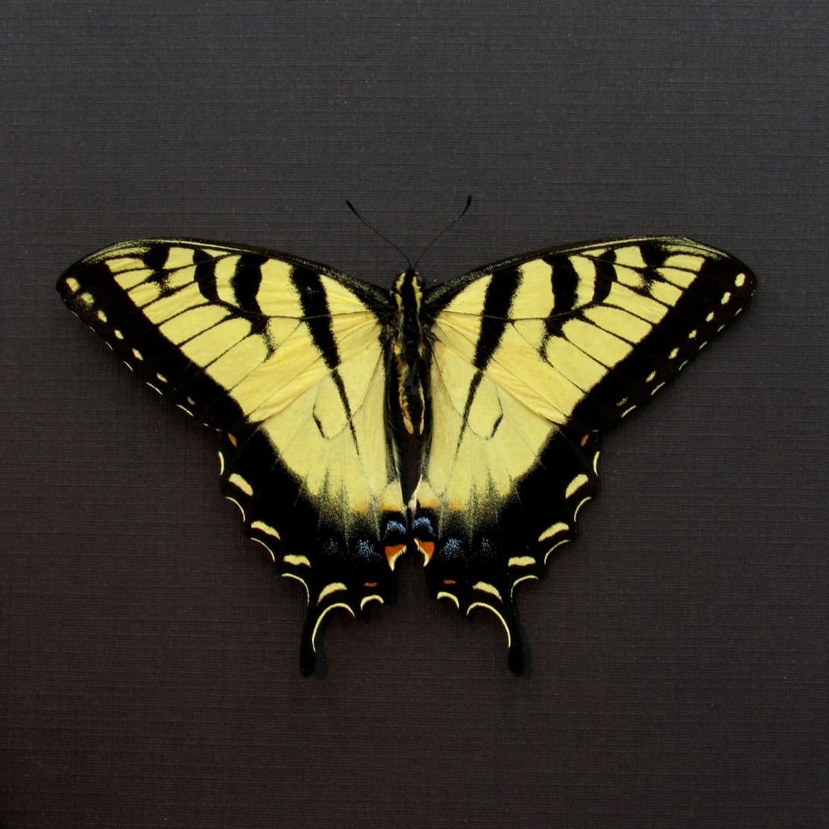 Real Tiger Swallowtail framed taxidermy - Papilio glaucus - Victorian mount