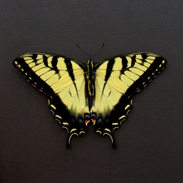 Real Tiger Swallowtail framed taxidermy - Papilio glaucus - Victorian mount