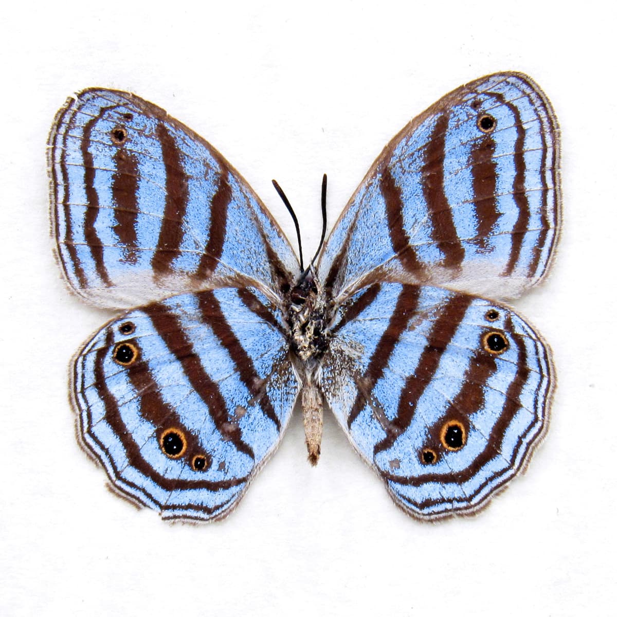 Real framed blue butterfly taxidermy - Caeruleuptychia coerulea