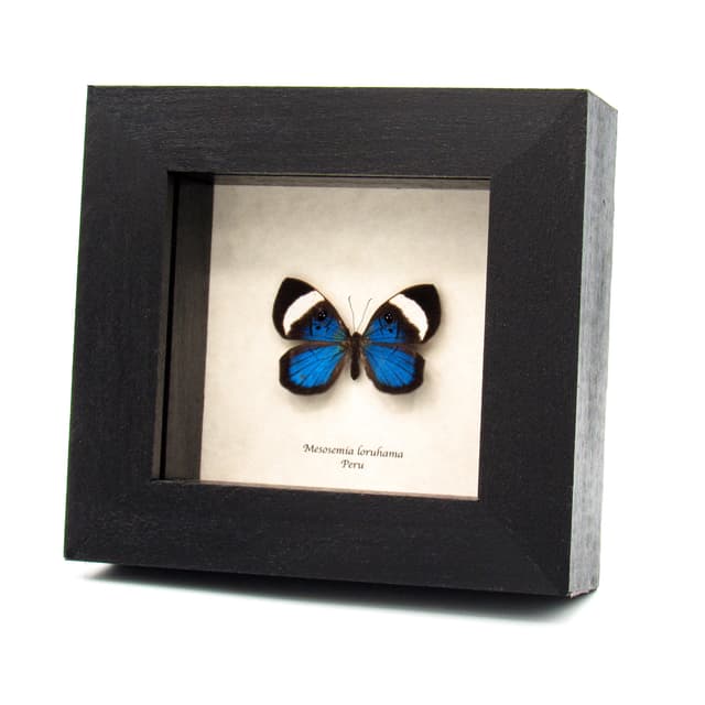 Rare metallic blue Metalmark butterfly framed taxidermy - Mesosemia loruhama - female