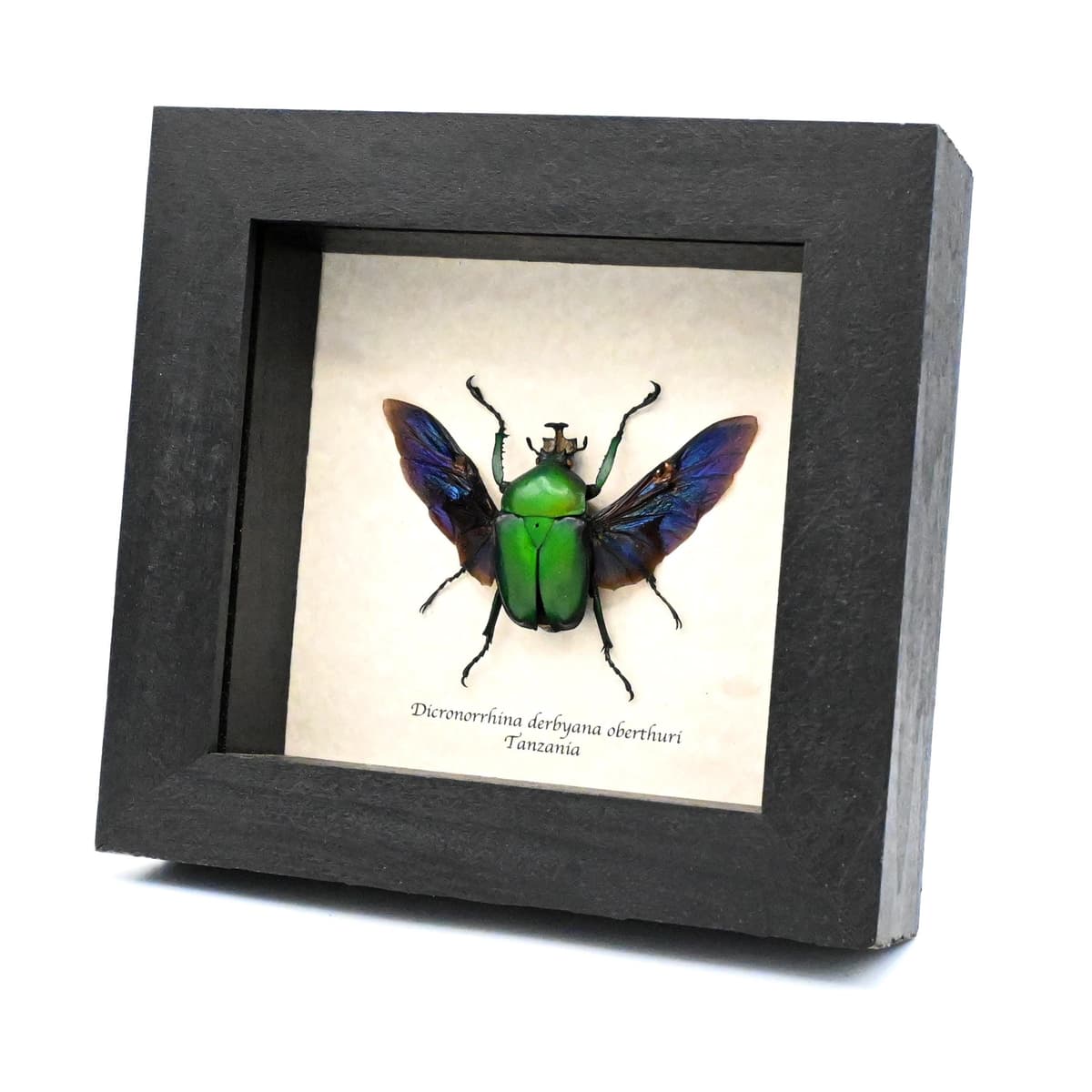Large green African Scarab beetle framed taxidermy - Dicronorrhina derbyana oberthuri
