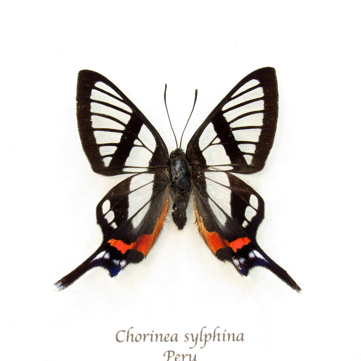 Real Clearwing butterfly framed taxidermy - Chorinea sylphina