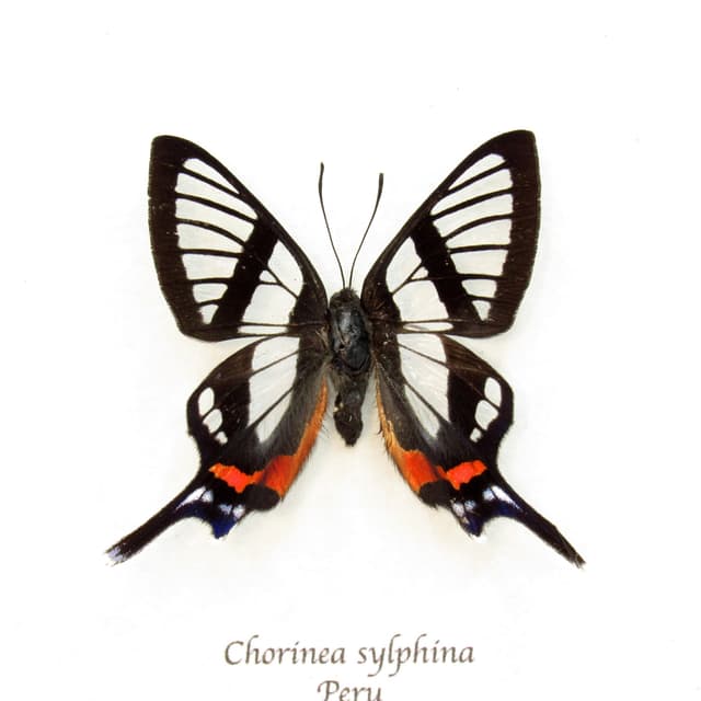 Real Clearwing butterfly framed taxidermy - Chorinea sylphina