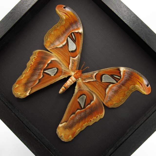 Real Giant Atlas moth framed taxidermy - Attacus lorquinii - female - 2