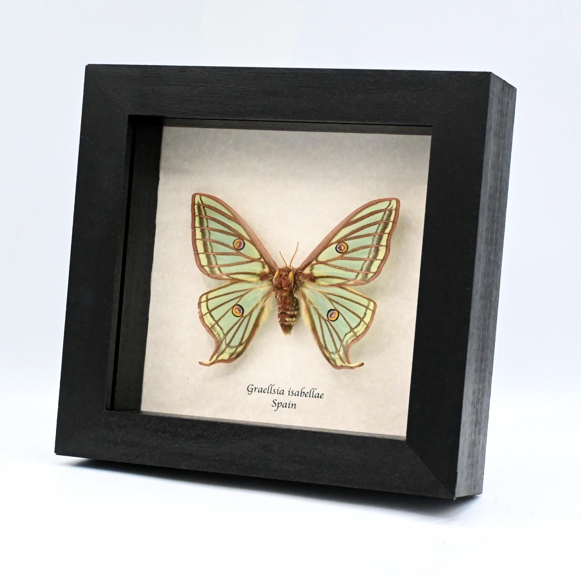 Rare Spanish Moon moth framed taxidermy - Graellsia isabellae - XL female