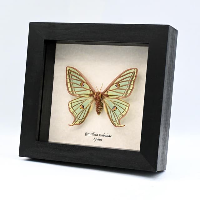 Rare Spanish Moon moth framed taxidermy - Graellsia isabellae - XL female