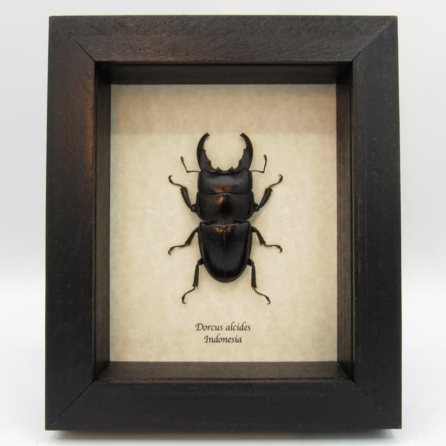 Real Giant Stag beetle framed - Dorcus alcides