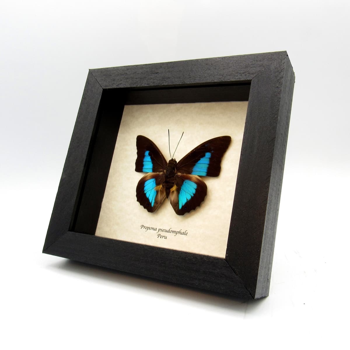 Rare blue Brush-footed butterfly framed taxidermy - Prepona pseudomphale