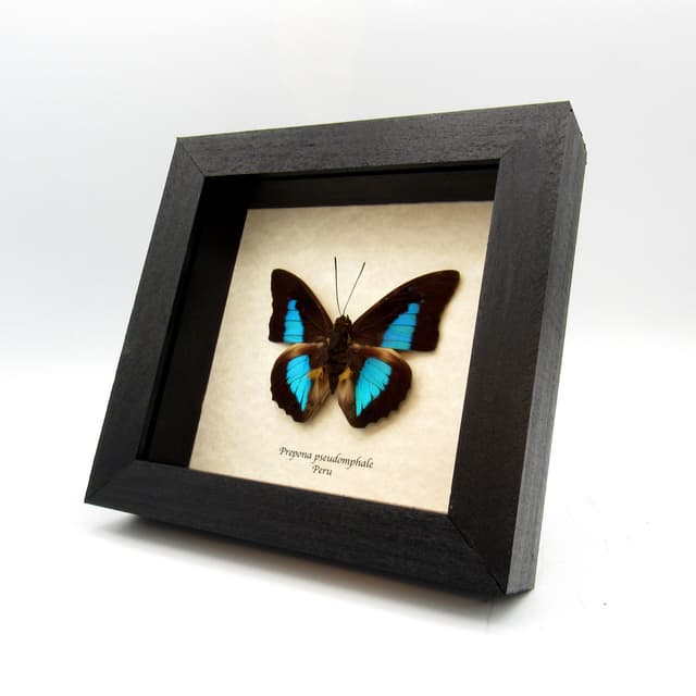Rare blue Brush-footed butterfly framed taxidermy - Prepona pseudomphale