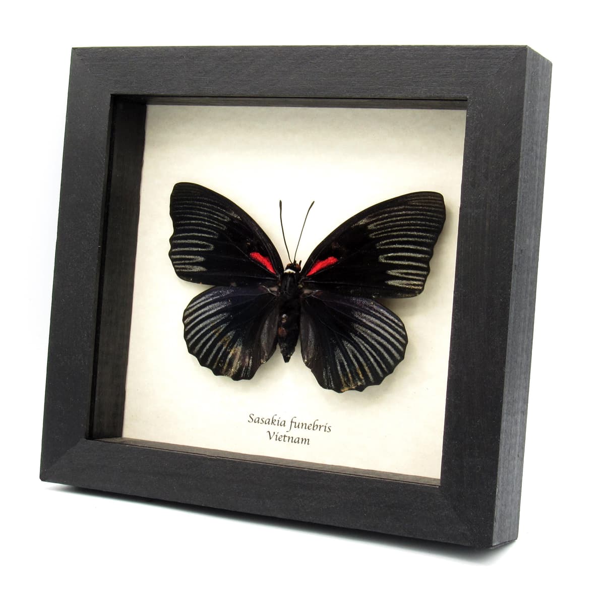 Rare large black Empress butterfly framed specimen - Sasakia funebris - female