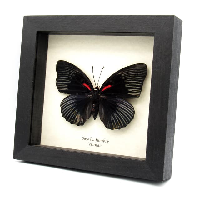 Rare large black Empress butterfly framed specimen - Sasakia funebris - female