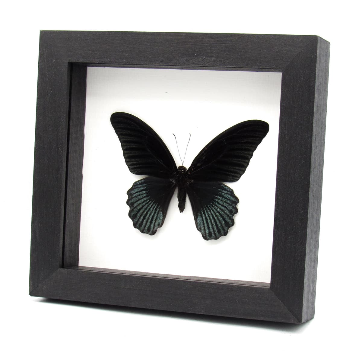 Real black Great Mormon butterfly framed taxidermy - Papilio memnon christianae
