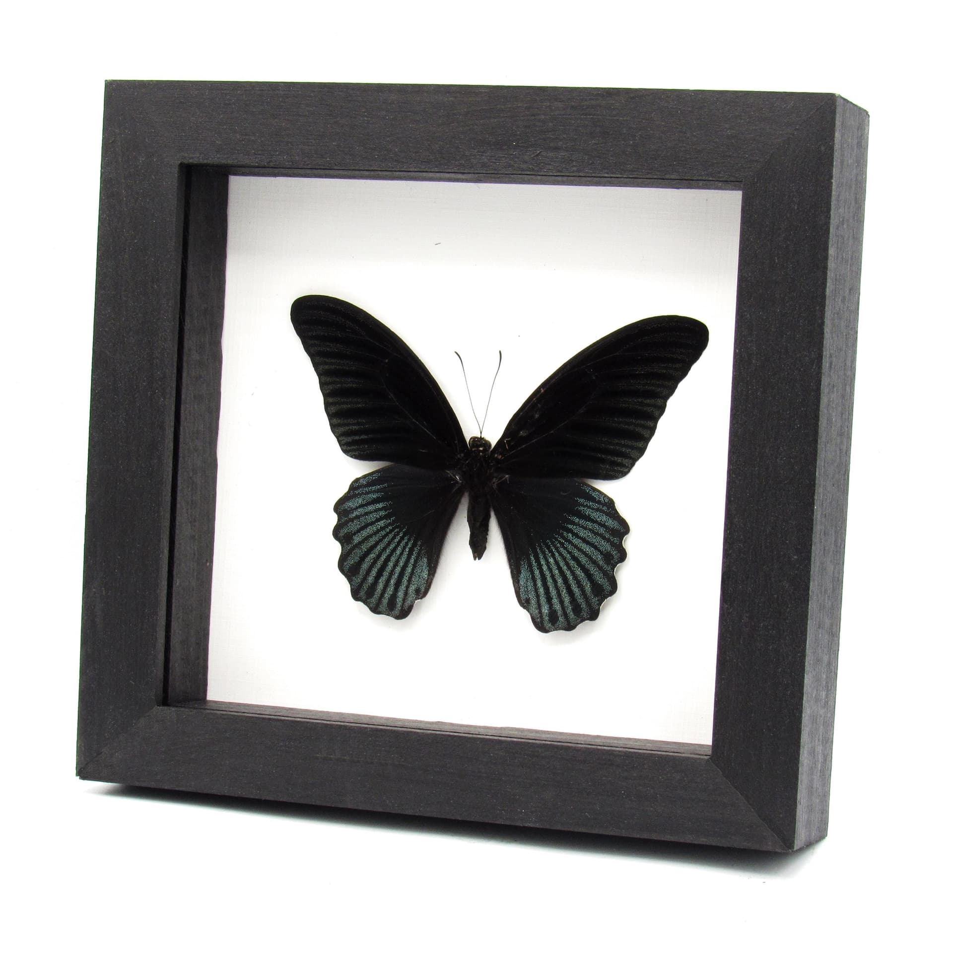 Real black Great Mormon butterfly framed taxidermy - Papilio memnon christianae