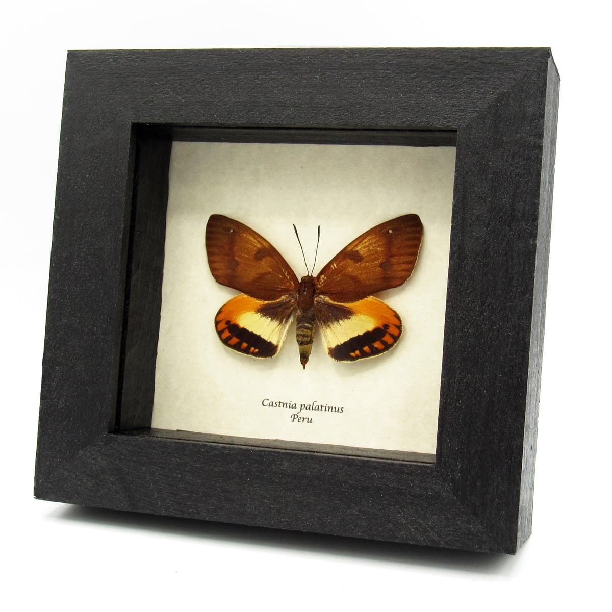 Rare orange Castnia moth framed taxidermy - Castnia palatinus