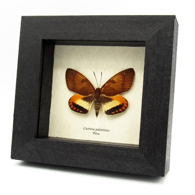 Rare orange Castnia moth framed taxidermy - Castnia palatinus