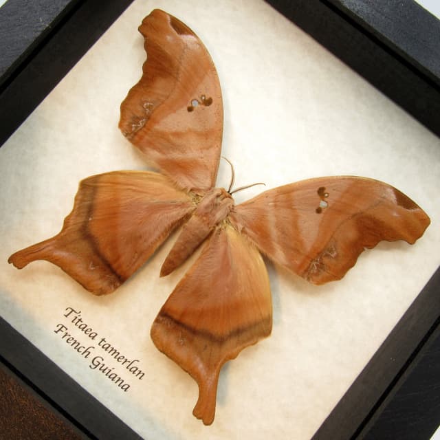 GIANT Saturn moth framed taxidermy - Titaea tamerlan