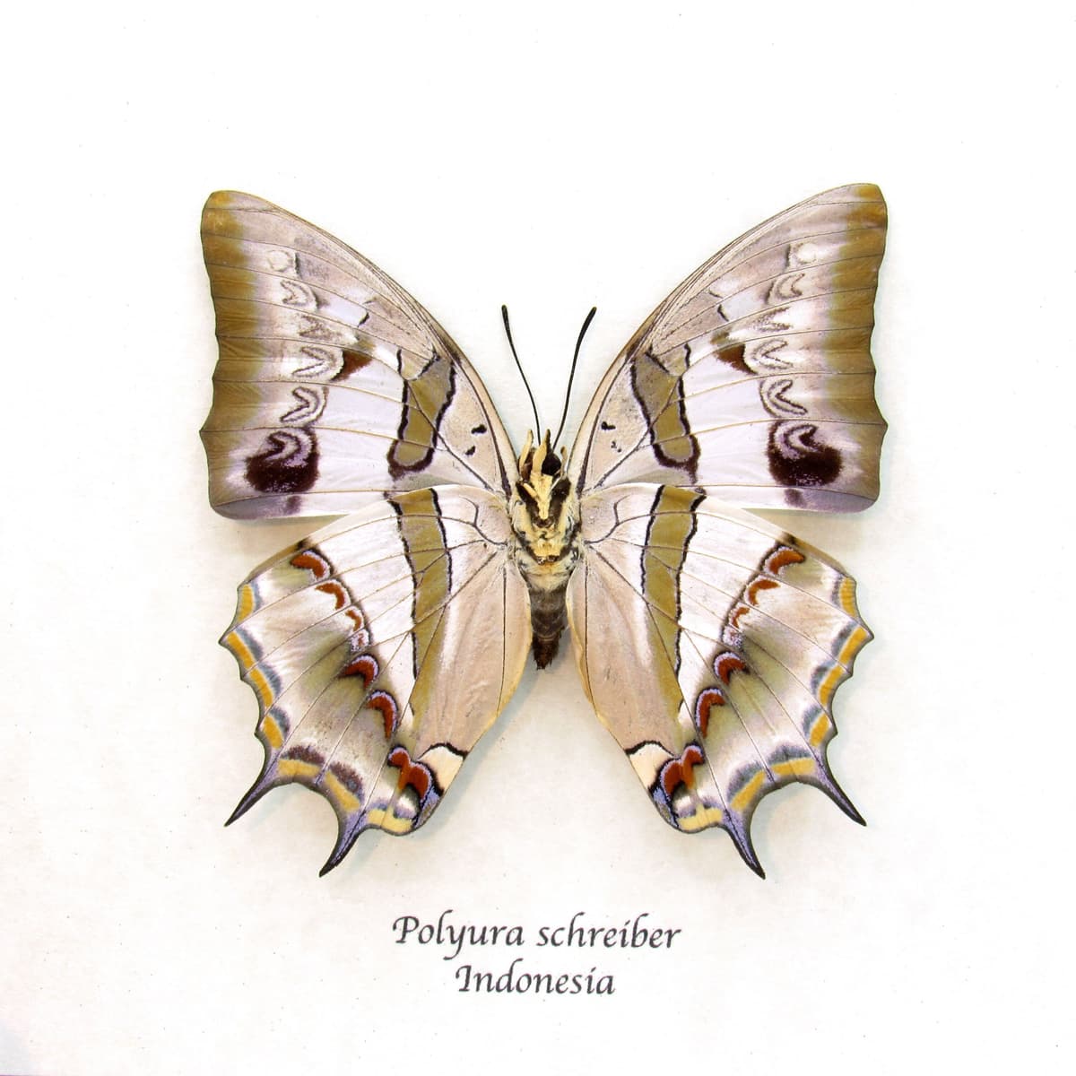 Real pearlescent butterfly framed taxidermy - Polyura schreiber - female