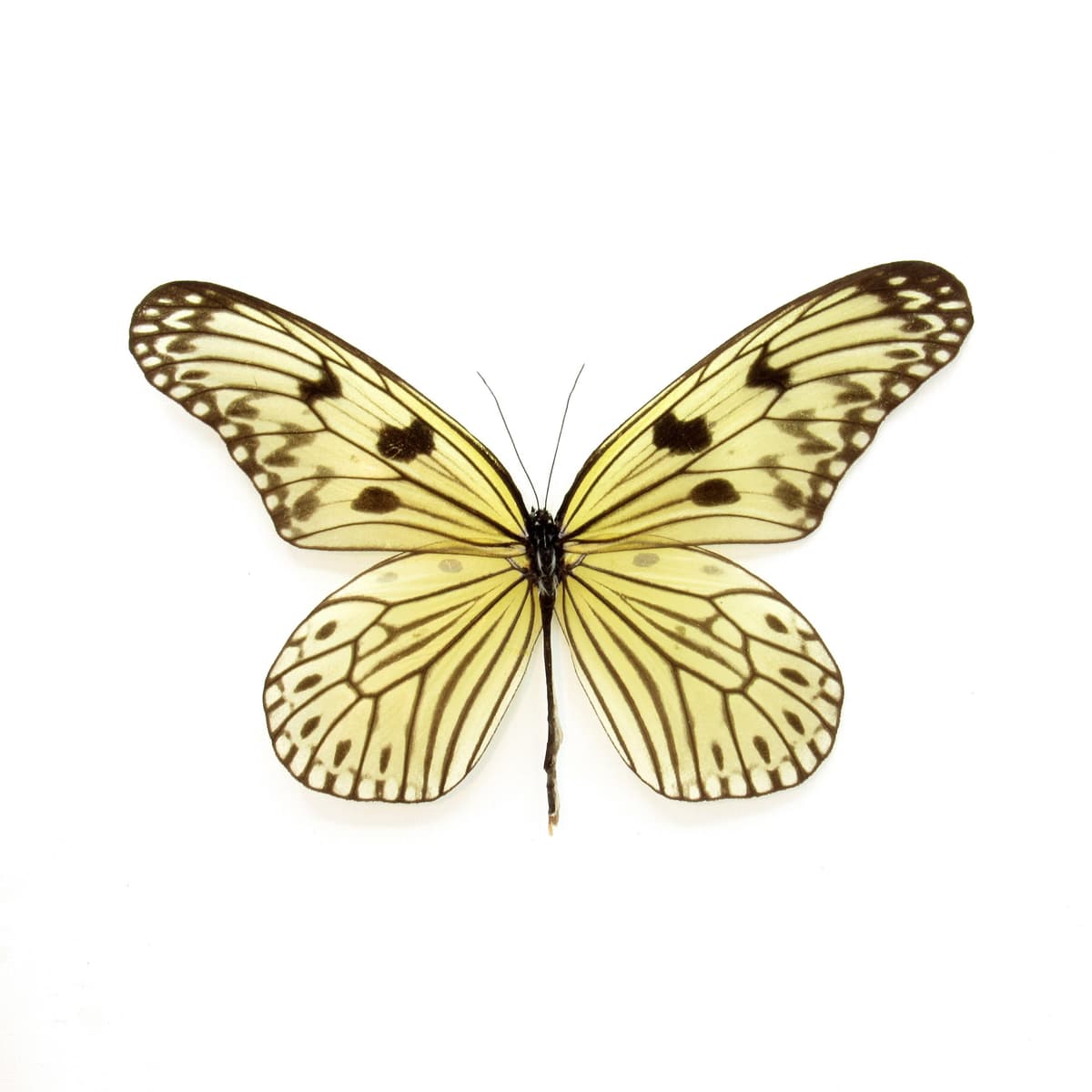 Rare Electra's Tree-Nymph butterfly framed taxidermy - Idea electra