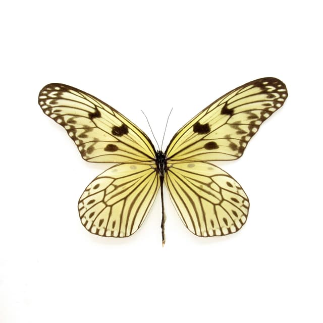 Rare Electra's Tree-Nymph butterfly framed taxidermy - Idea electra