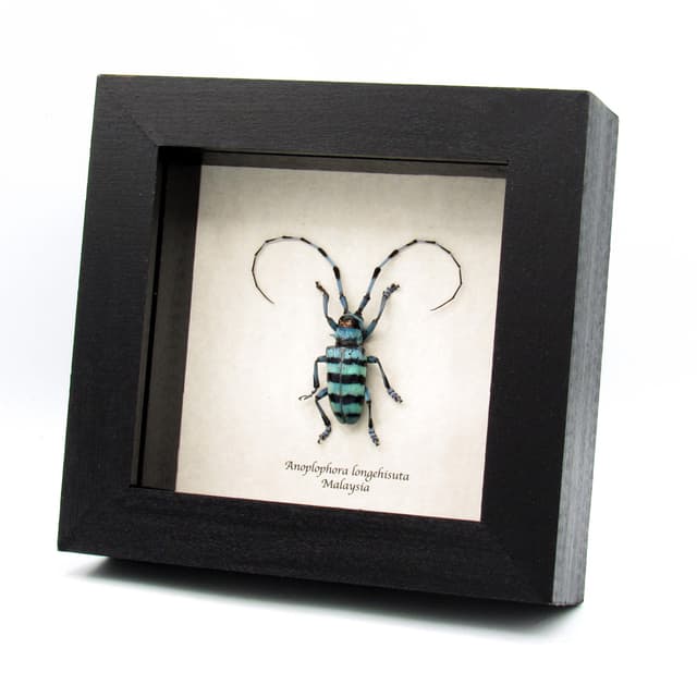 Real blue Longhorn beetle framed taxidermy - Anoplophora longehisuta