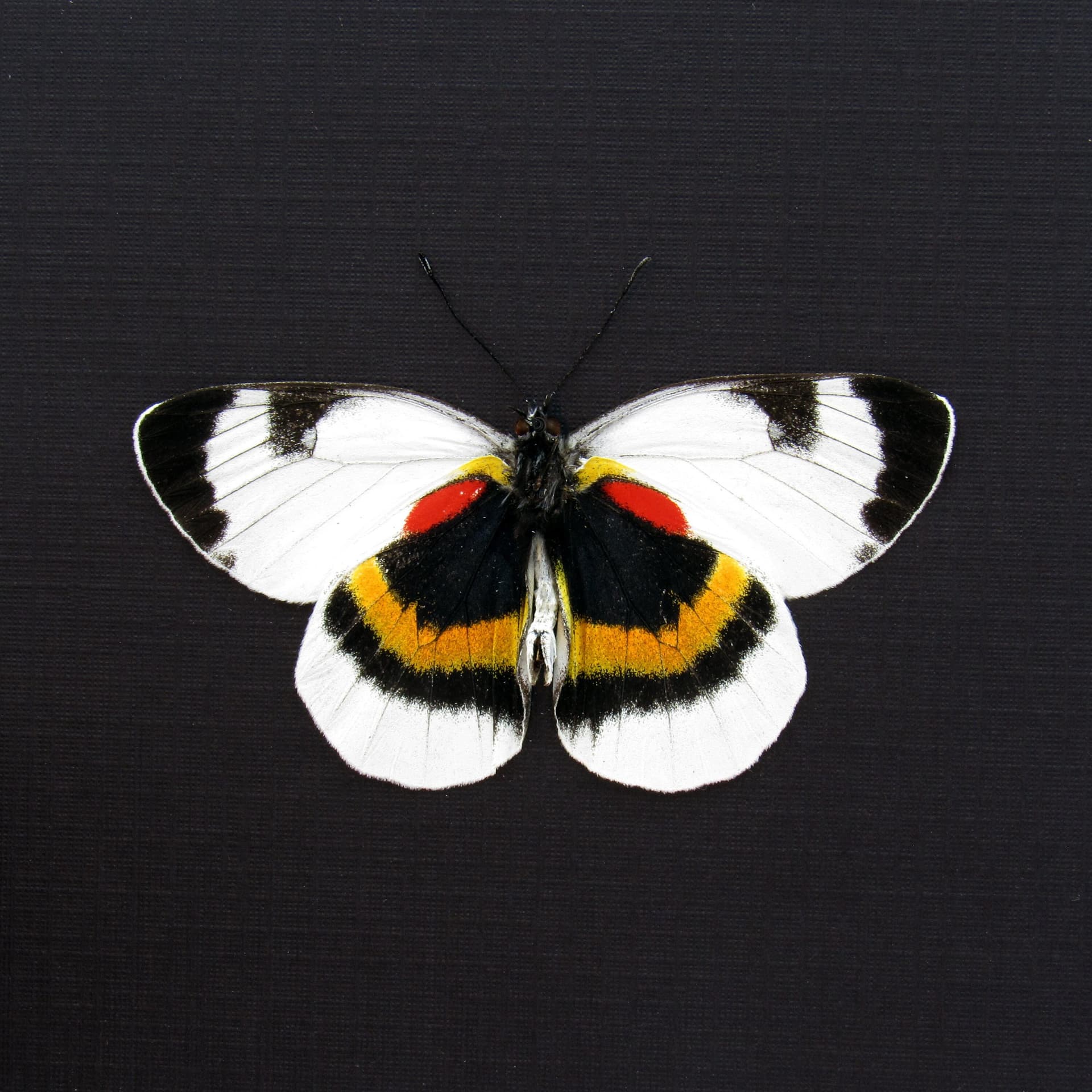 Rare Delias butterfly framed taxidermy - Delias ellipsis - Victorian mount