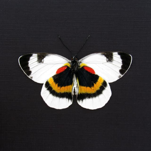 Rare Delias butterfly framed taxidermy - Delias ellipsis - Victorian mount