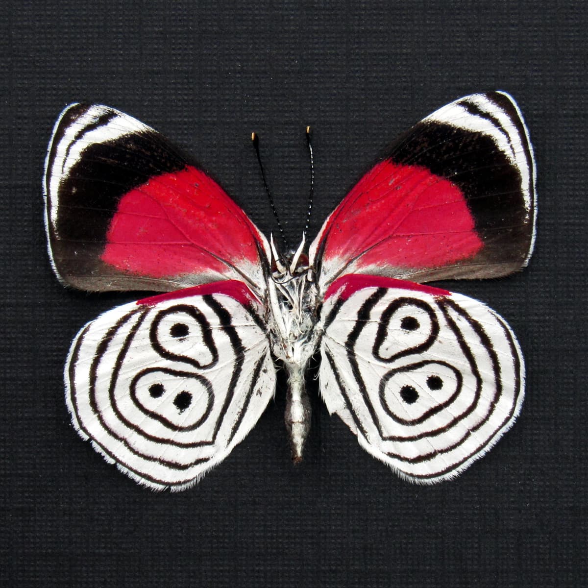 Real Eighty-eight butterfly framed taxidermy - Diaethria neglecta