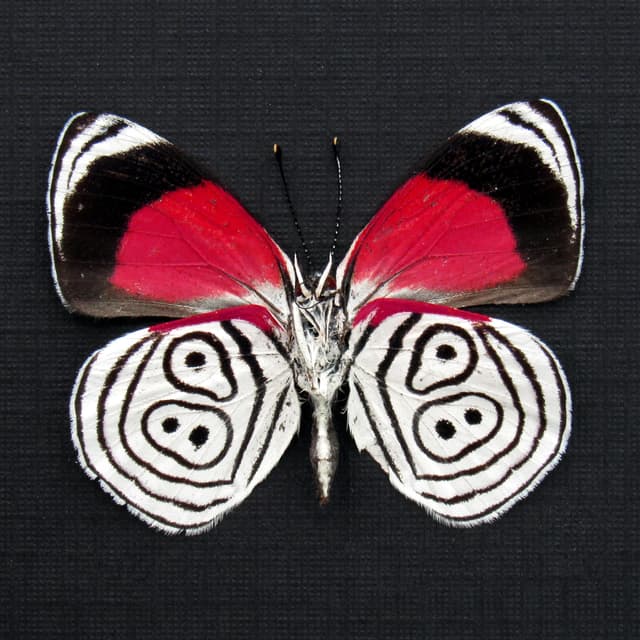 Real Eighty-eight butterfly framed taxidermy - Diaethria neglecta