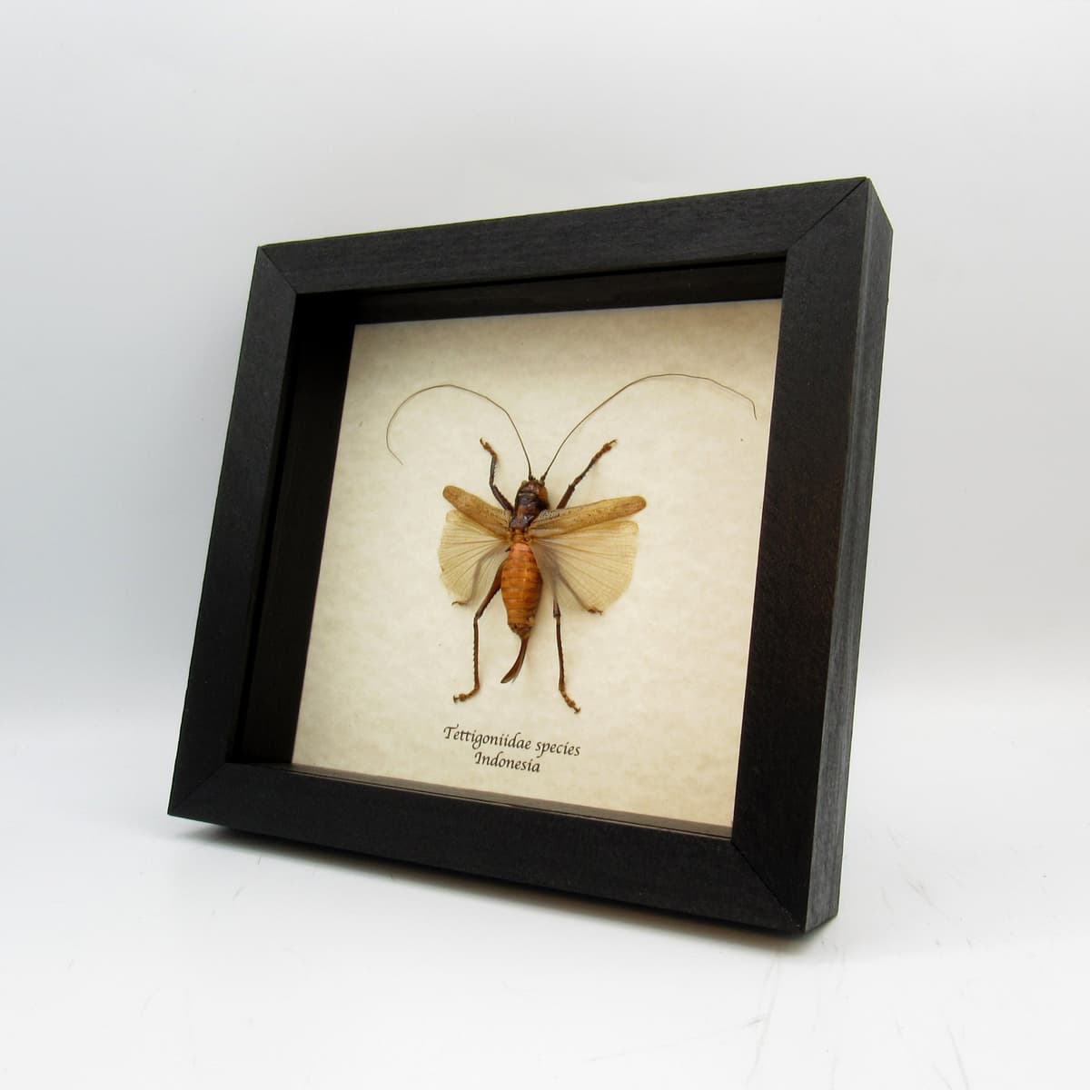 Real large Katydid framed taxidermy - Tettigoniidae species