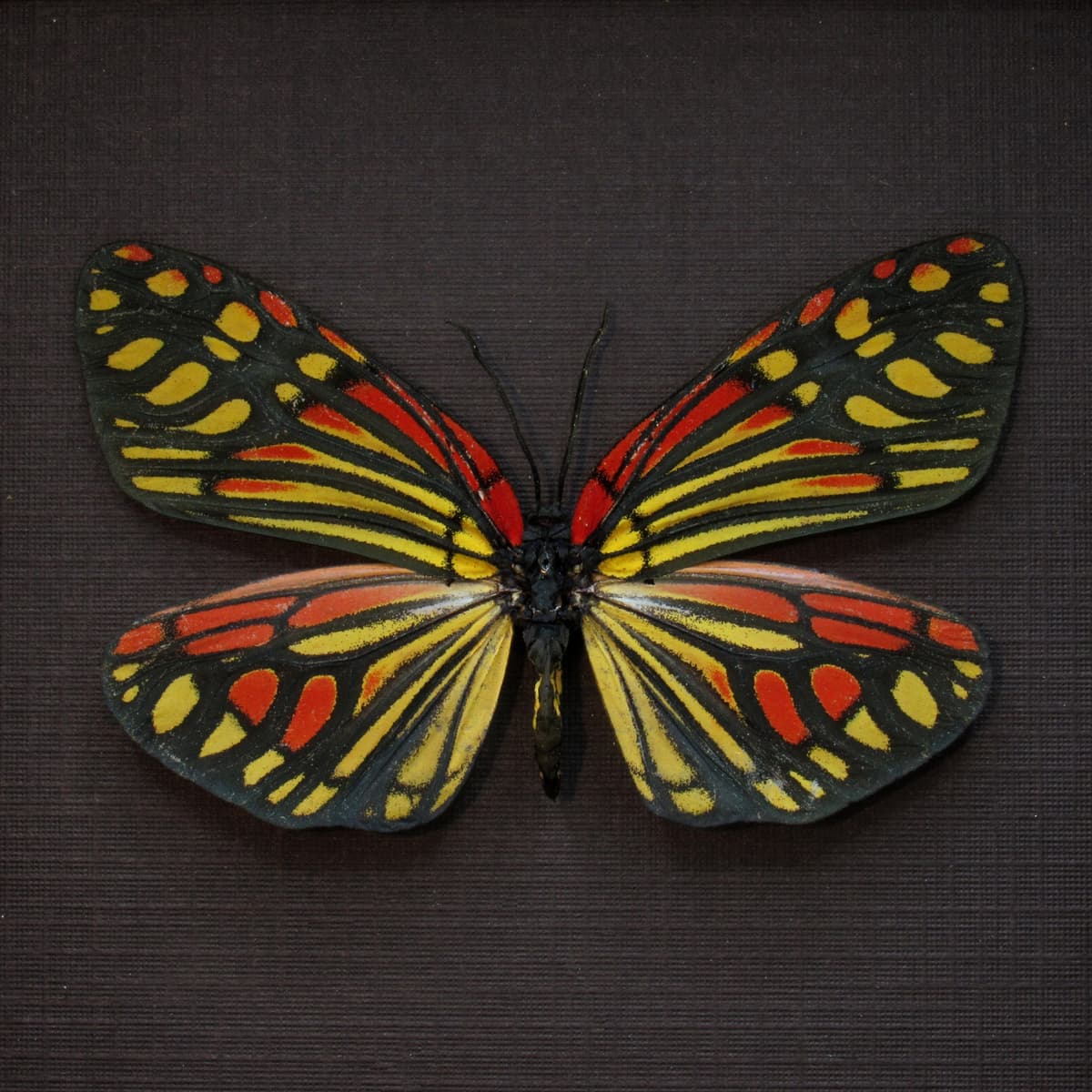 Real red Zygaenid moth framed taxidermy - Campylotes burmanus - large female