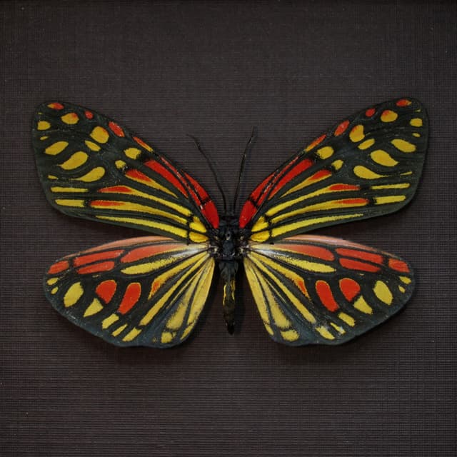 Real red Zygaenid moth framed taxidermy - Campylotes burmanus - large female
