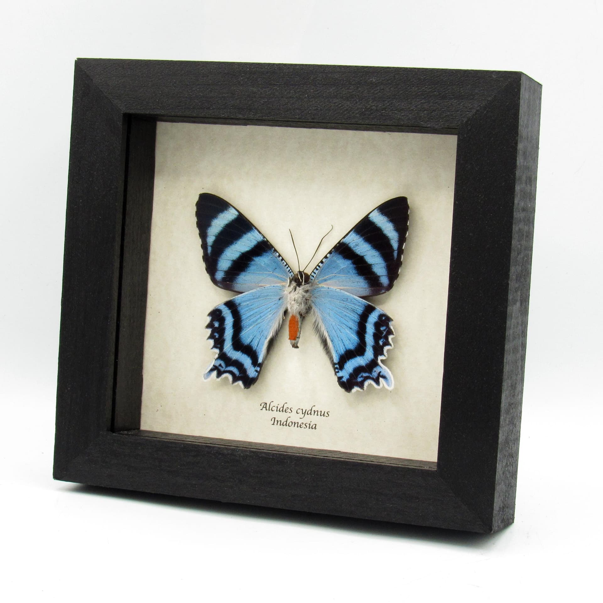 Rare blue moth framed - Alcides cydnus