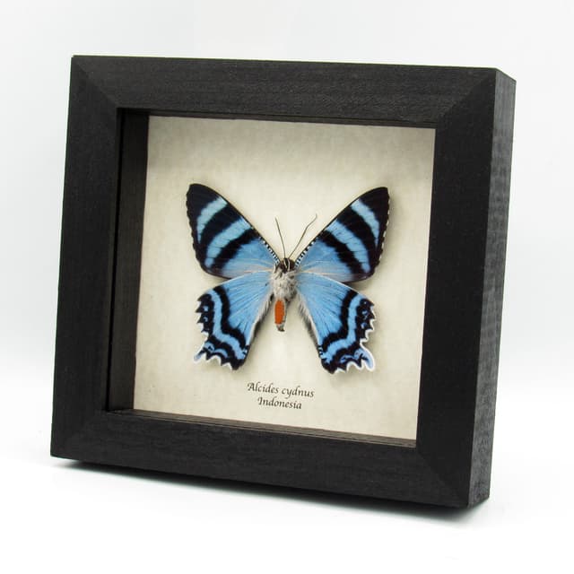 Rare blue moth framed - Alcides cydnus