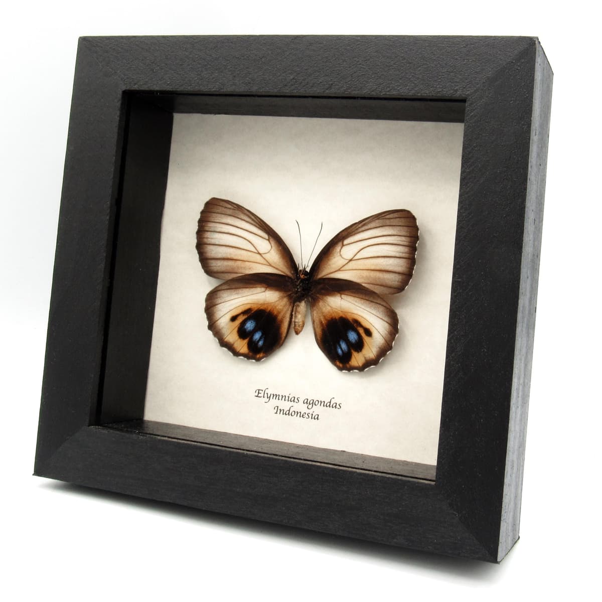 Real white Palmfly butterfly framed taxidermy - Elymnias agondas - female