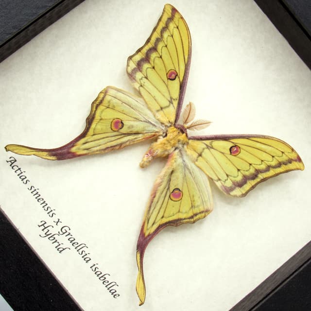 Very rare Hybrid Moon moth framed specimen - Actias sinensis x Graellsia isabellae