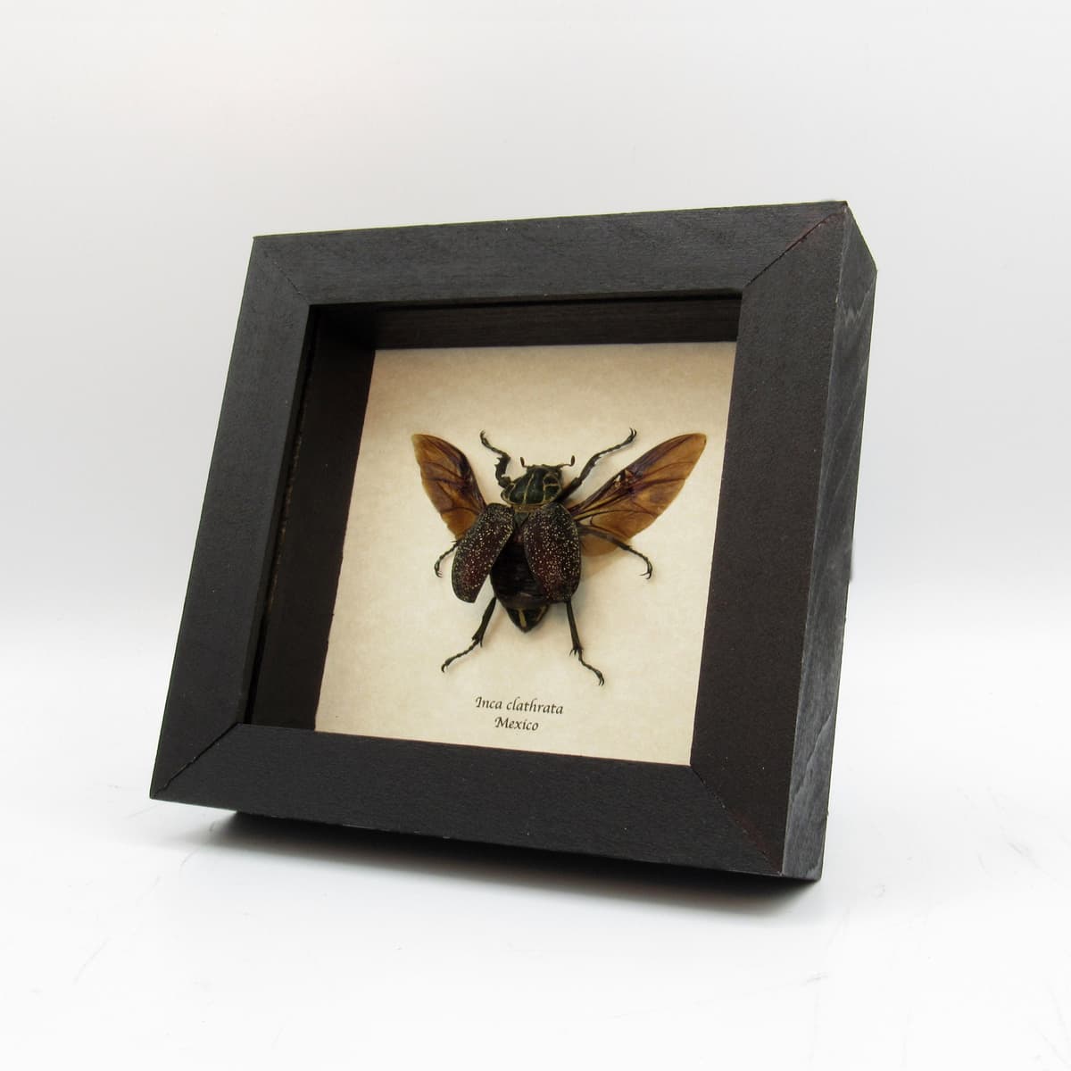 Large Mexican Scarab beetle framed taxidermy - Inca clathrata - female