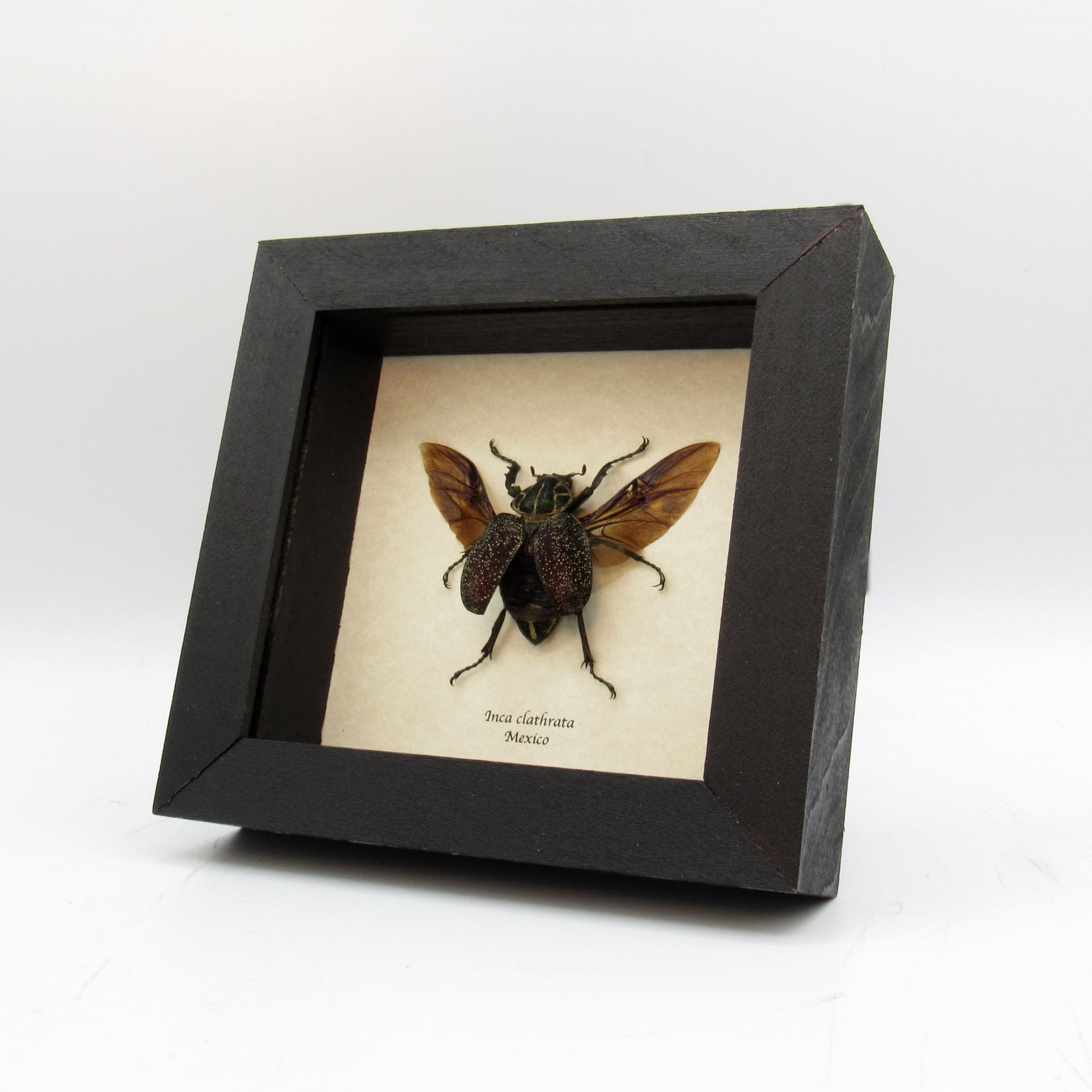 Large Mexican Scarab beetle framed taxidermy - Inca clathrata - female
