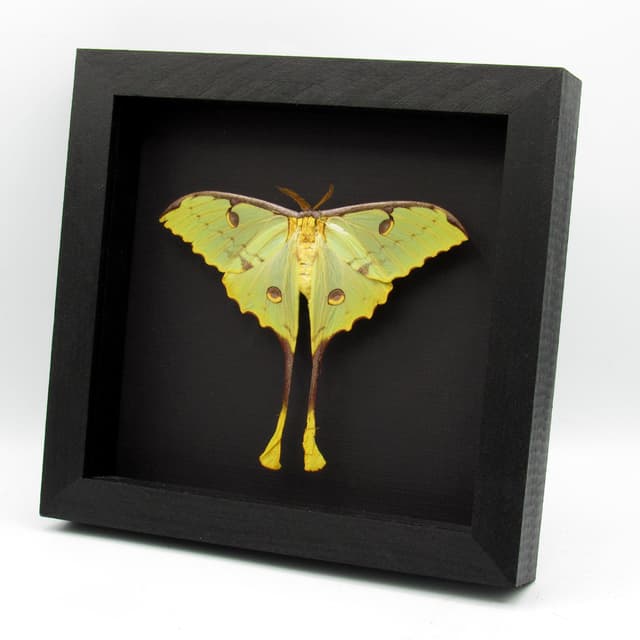 Real African Moon Moth framed taxidermy - Argema mimosae - female - minor damage
