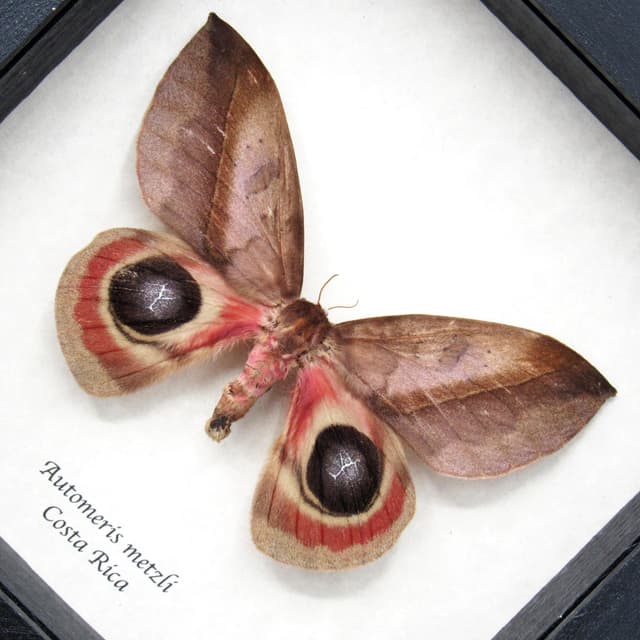 Real Giant Saturn moth framed taxidermy - Automeris metzli - female