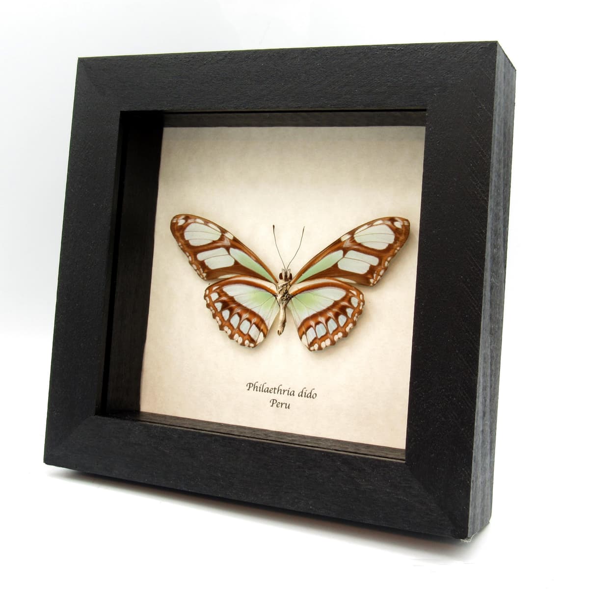 Real large female Silver Longwing butterfly framed taxidermy - Philaethria dido