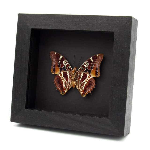 Real lavender Eudoxus Charaxes butterfly framed taxidermy - Charaxes eudoxus