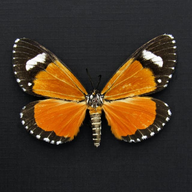 Real Orange Tiger moth frame taxidermy - Heraclia poggei