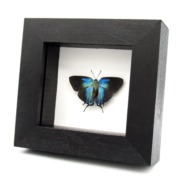 Real Great Purple Hairstreak butterfly framed taxidermy - Atlides halesus - large female - Victorian mount